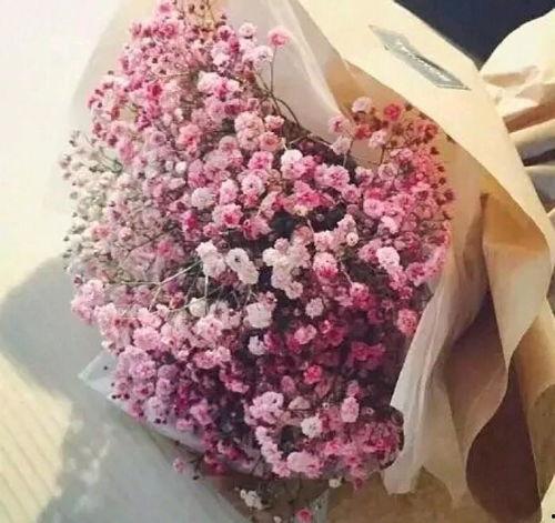 那年应是满天星,满天星下的青春记忆